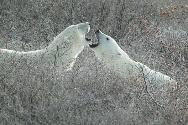 Polar Bears Jawing by Ralph Fahringer Polar Bears Jawing by Ralph Fahringer