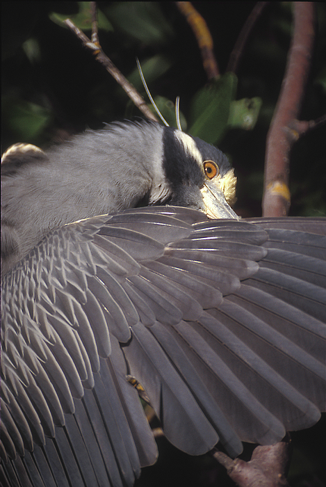 Yellow Crowned Night Heron by Ralph Fahringer Yellow Crowned Night Heron by Ralph Fahringer